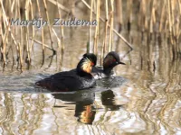Geoorde Fuut [Podiceps nigricollis]